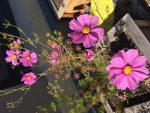 Future of the Garden Meeting – 10/21/18 @ 11AM-12PM (Sunday)